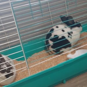 2 bunnies  wood chip bedding  cage